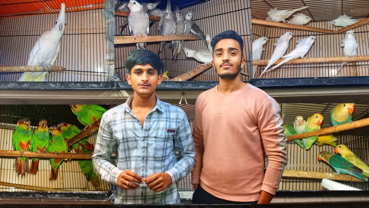 Mumbai's Cheapest Exotic Birds Shop || Suhail bhai