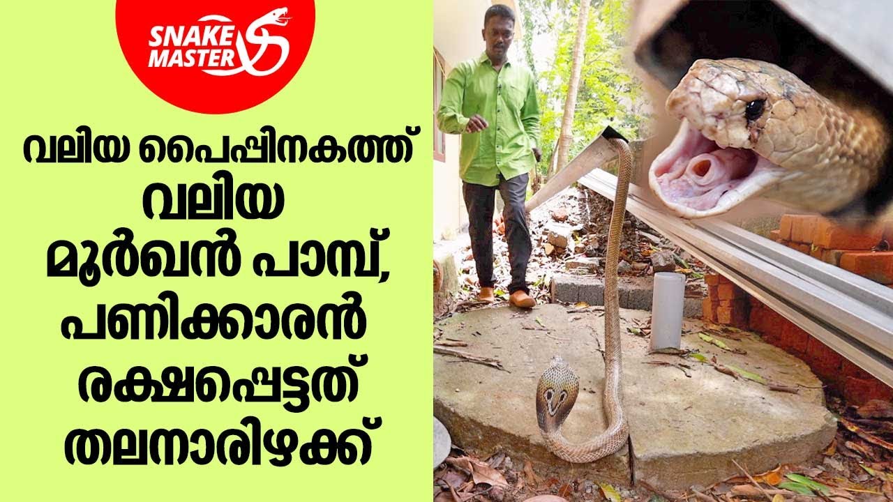 വലിയ പൈപ്പിനകത്ത് വലിയ മൂർഖൻ പാമ്പ്, പണിക്കാരൻ രക്ഷപ്പെട്ടത് തലനാരിഴക്ക് | Snakemaster EP 1002