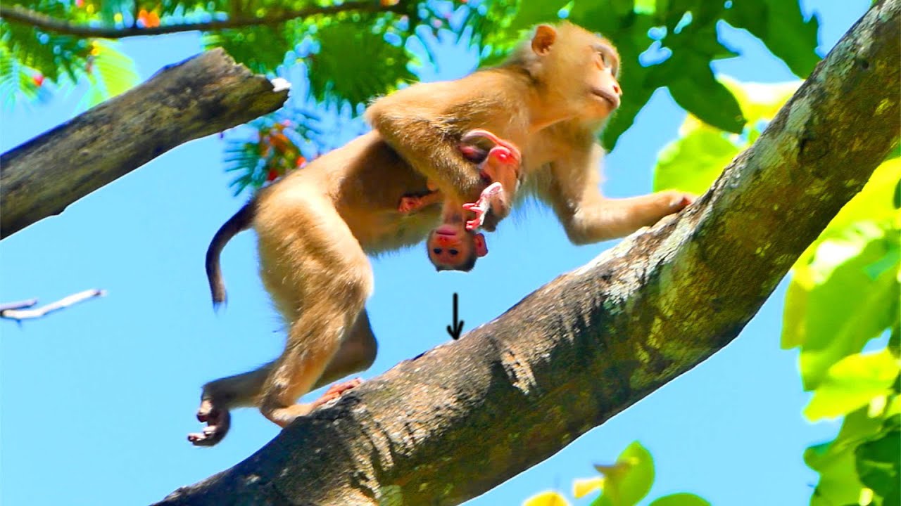My God! Young MAMA ALISSA Holding First Newborn Baby By 1-Hand To Walk On High Tree Almost Fall Down