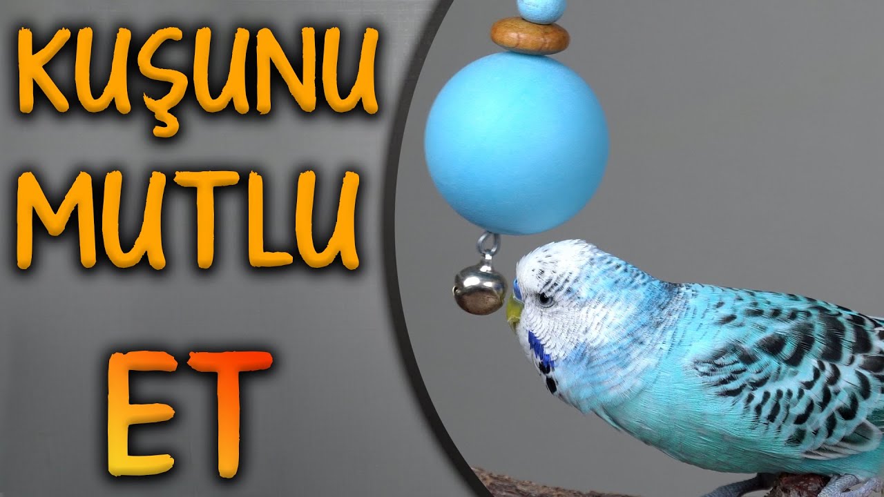 Kuşlar için  Doğal Oyun Ağacı Yapımı