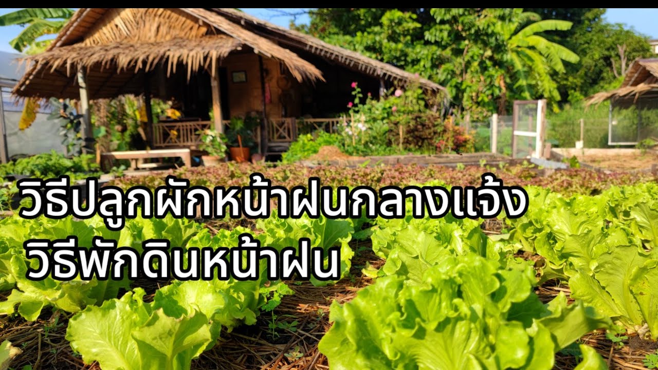 วิธีหมักดินพักดิน|วิธีปลูกผักหน้าฝน|How to grow vegetables in the rainy season |เกษตรสุขกลางกรุง