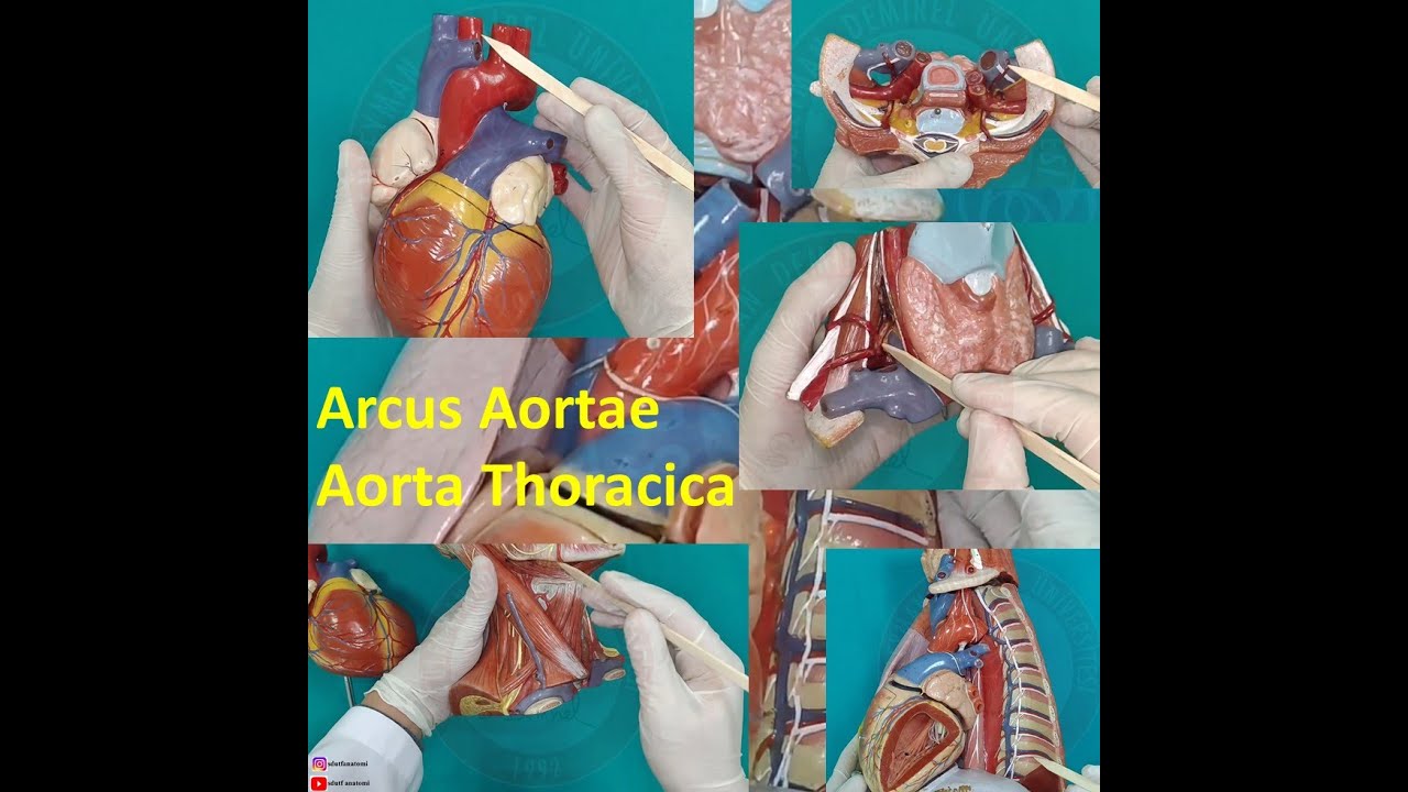 Arcus Aortae, Aorta Thoracica ve Dalları