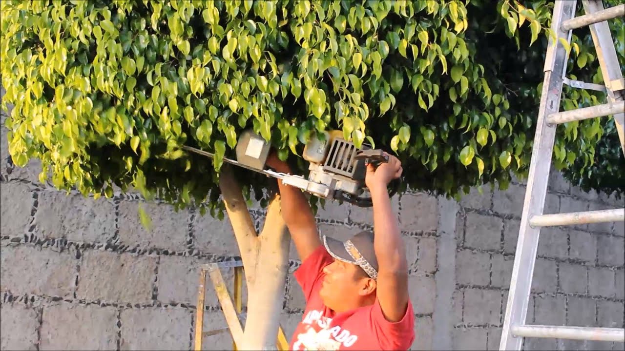 Poda ficus con Cortasetos