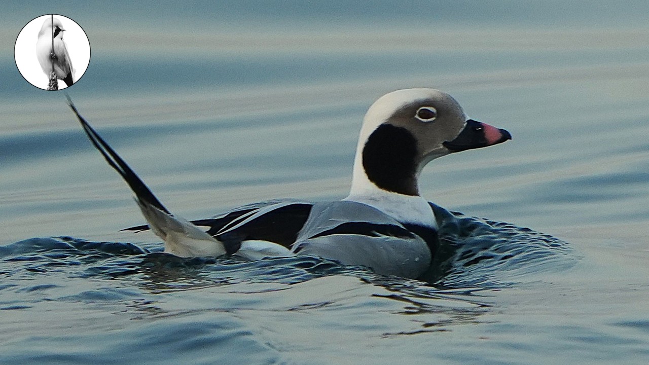 Потрясающие морские утки Балтики: Морянка и Турпан 🦆🌊