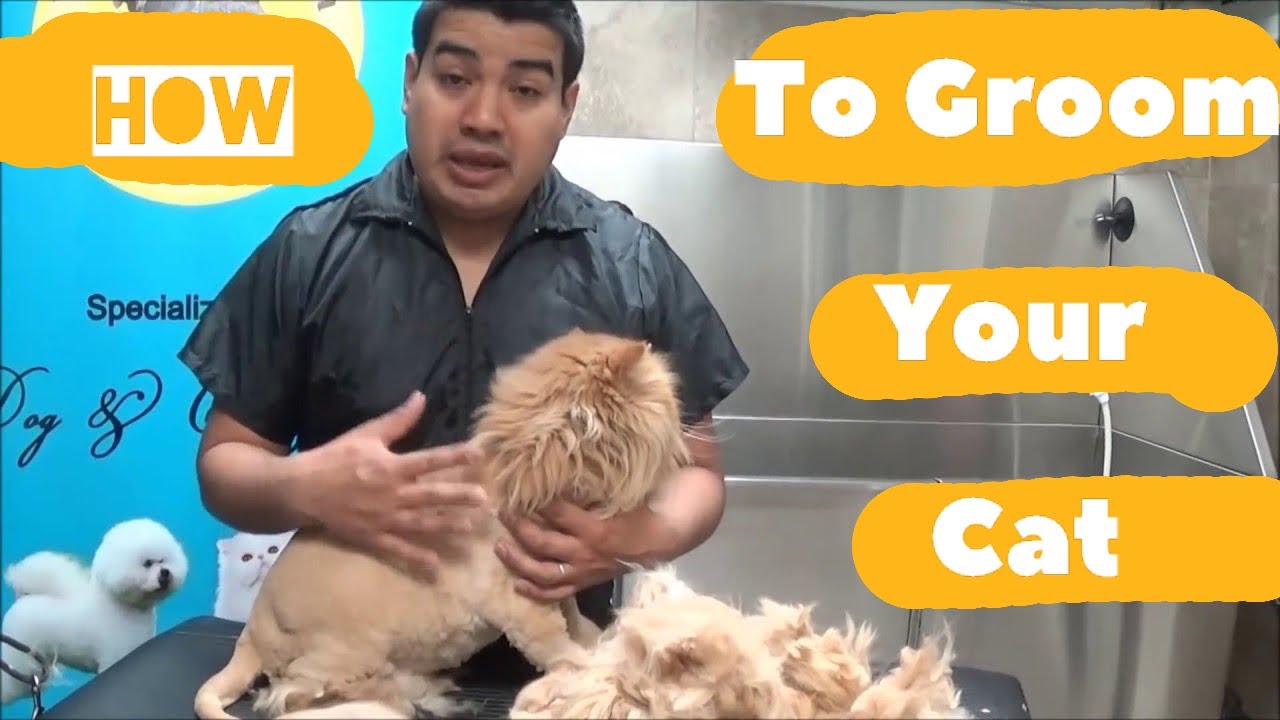 How to groom my Persian or Long Hair Cat into a Lion by Dalilas Pet Hrooming School