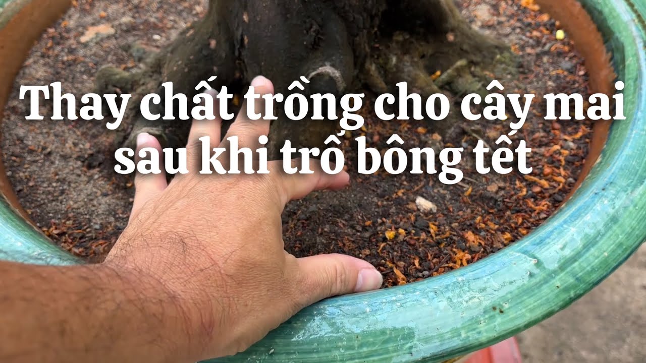 Thay chất trồng cho cây mai sau trổ bông tết // 10-1 âl 