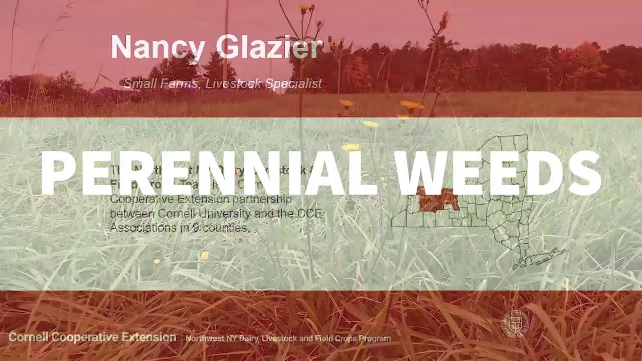 Perennial Weeds