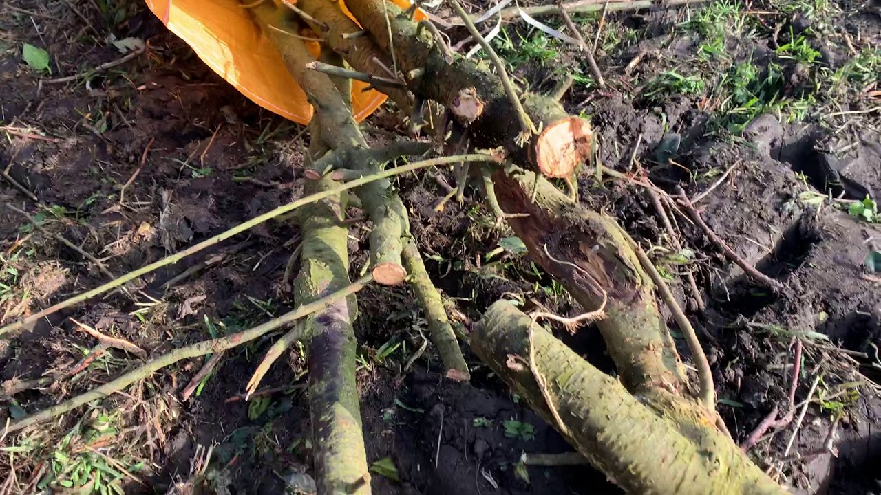 Some freshly cut blackthorn