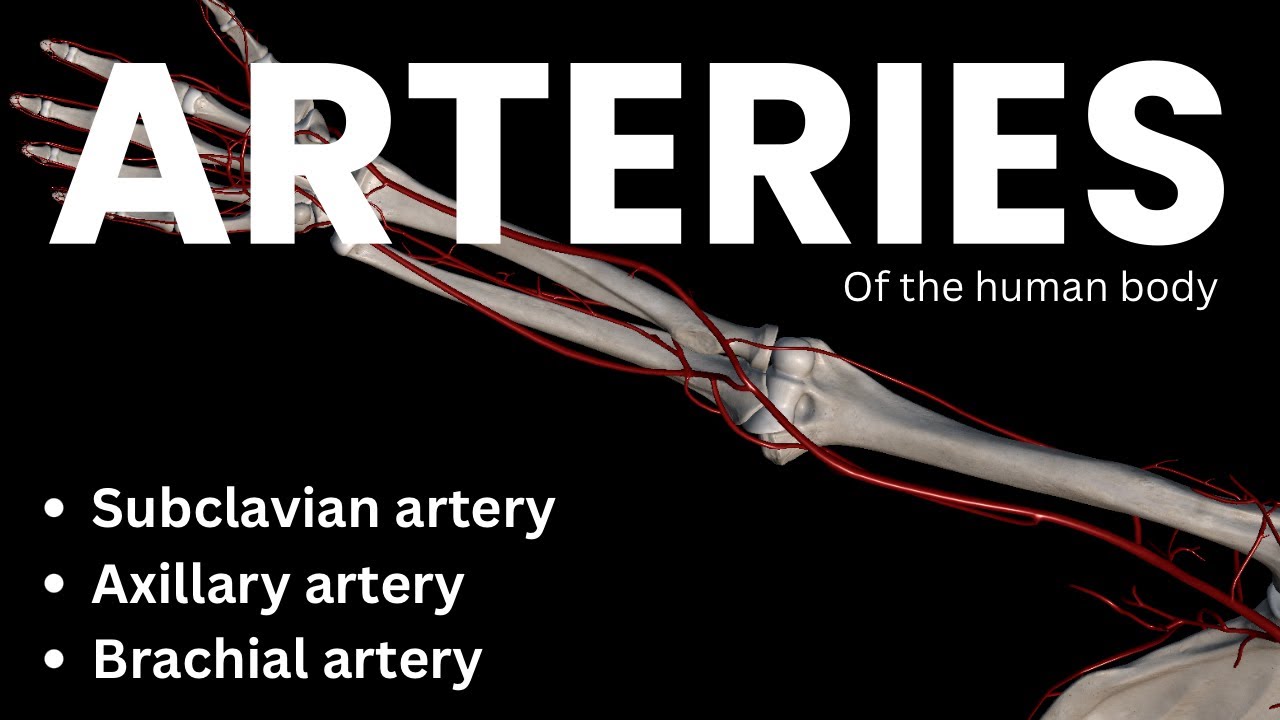 Subclavian Artery, Axillary Artery, & Brachial Artery - Anatomy & Branches Explained