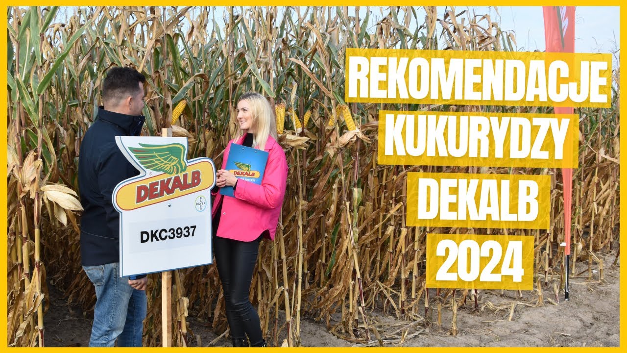Wybierz odmianę kukurydzy Dekalb na sezon 2024
