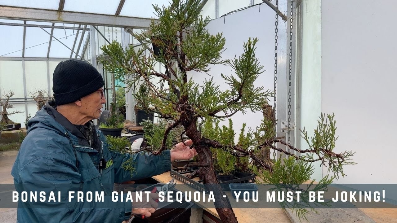 Bonsai From Giant Sequoia - You Must Be Joking!