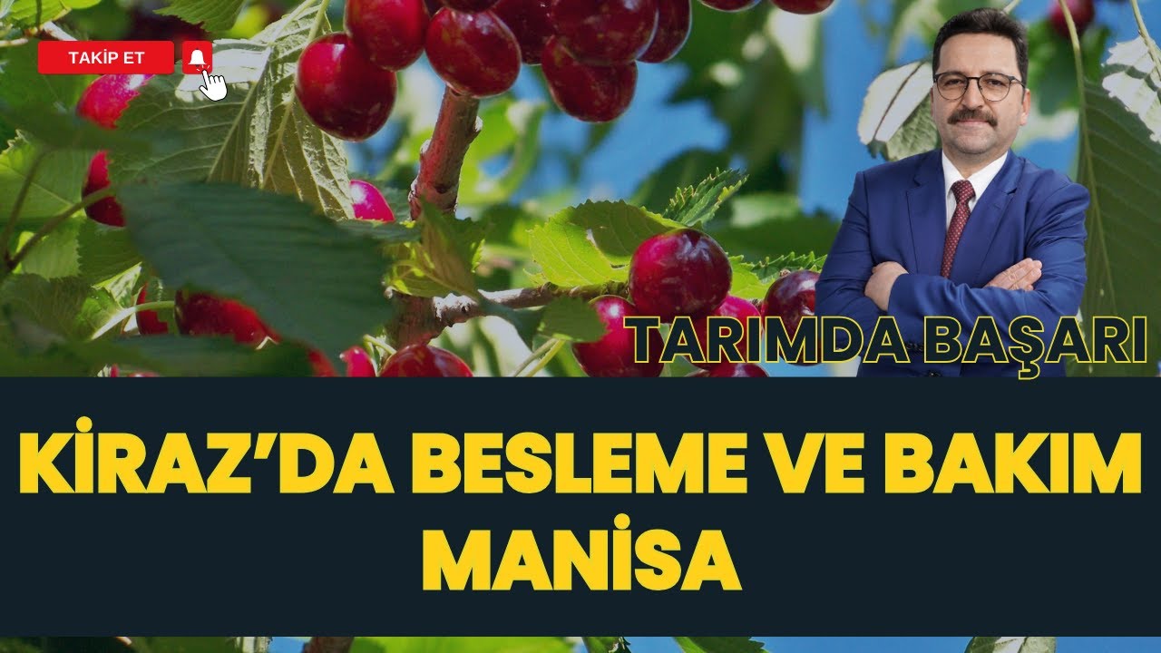 KİRAZ ÜRETİMİ VE BAKIMI I TARIMDA BAŞARI