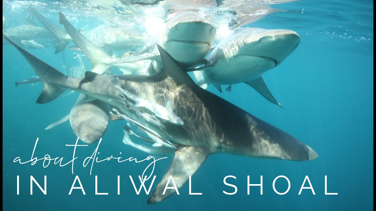 About the Diving in Aliwal Shoal w/ Mozambique Experience.