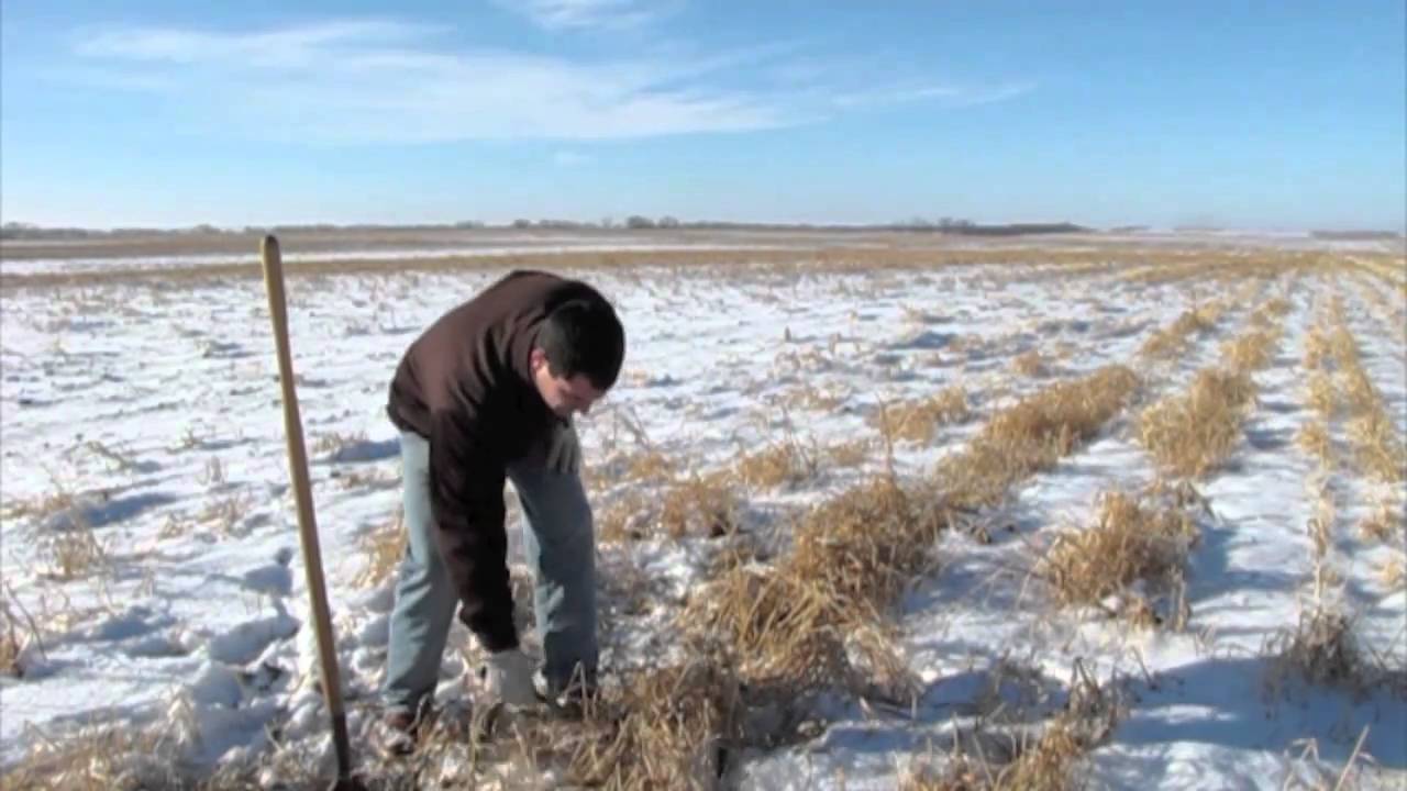 Decomposing Cover Crop
