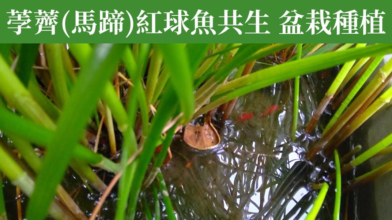 荸薺(馬蹄)與紅球魚共生，盆栽種植 | 阿星種植