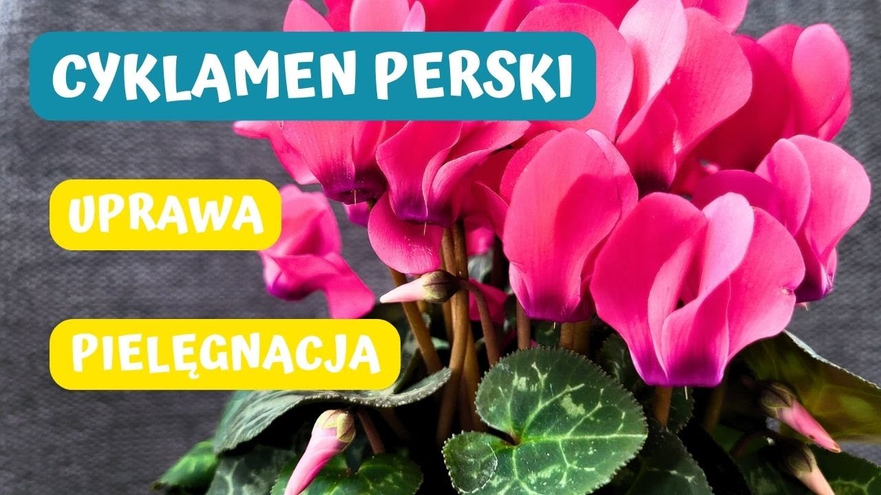 Jak pielęgnować cyklamen perski podczas kwitnienia i po przekwitnięciu? 🌸🌸🌸