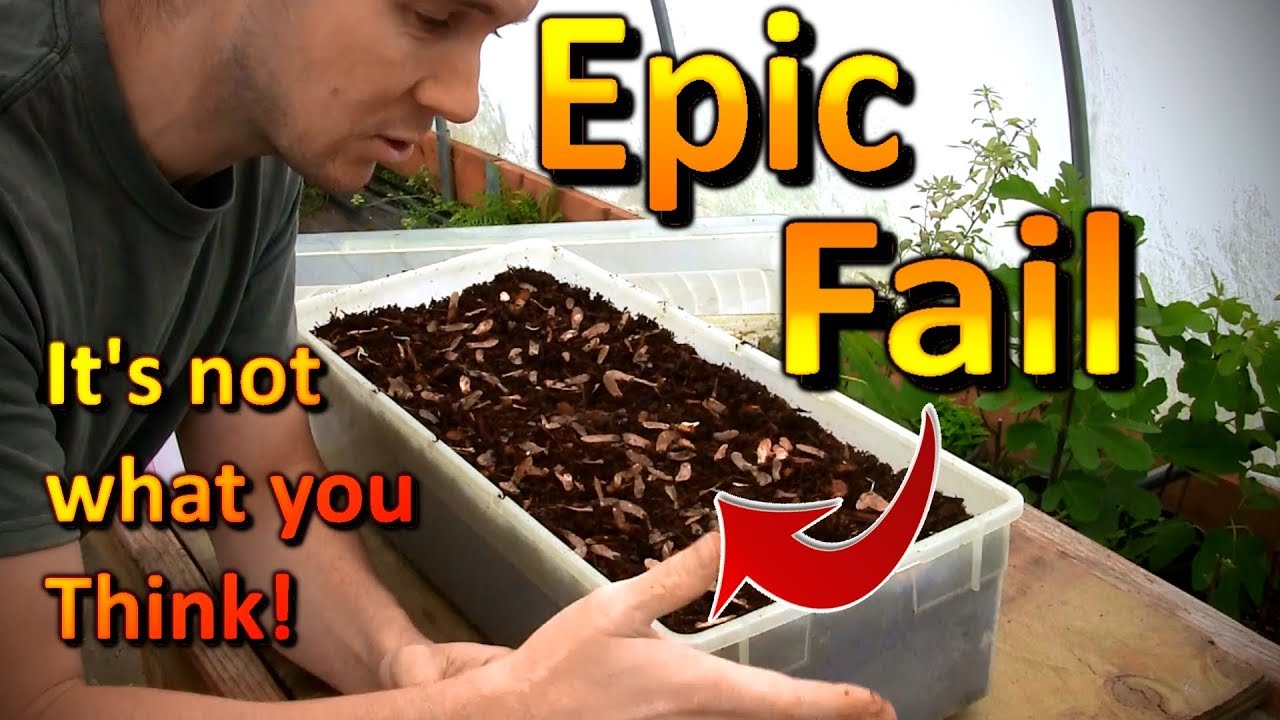 How Long Can You Cold Stratify Germinate Japanese Red Maple Seeds