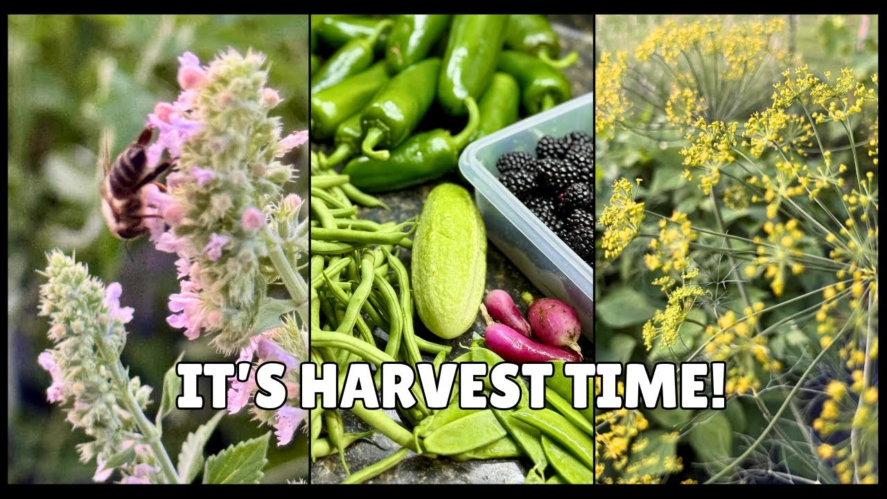 July Garden Tour and a FANTASTIC Harvest