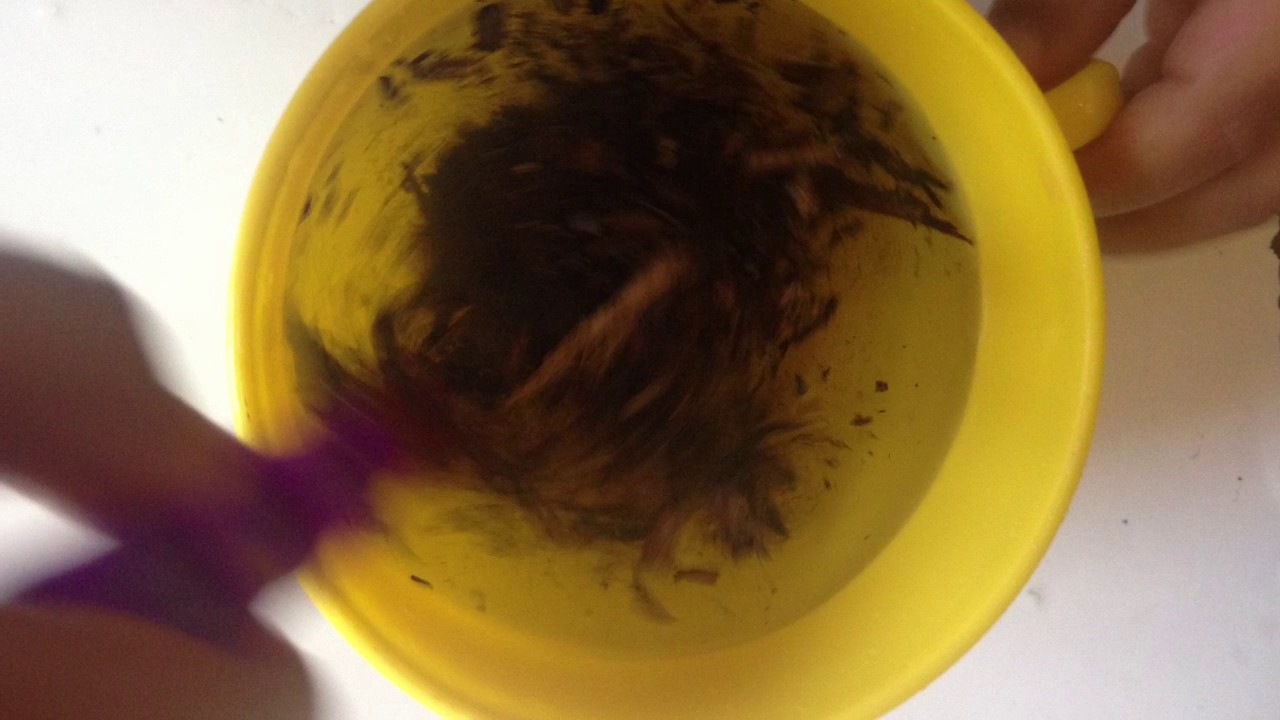 Kids learning:What Dissolves In Water ?