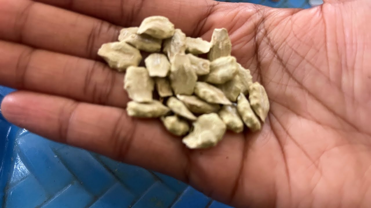 புடலங்காய் விதை இனி கடைல வாங்கவே வேணாம் | garden | terrace garden | harvest | seeds | grow | plants