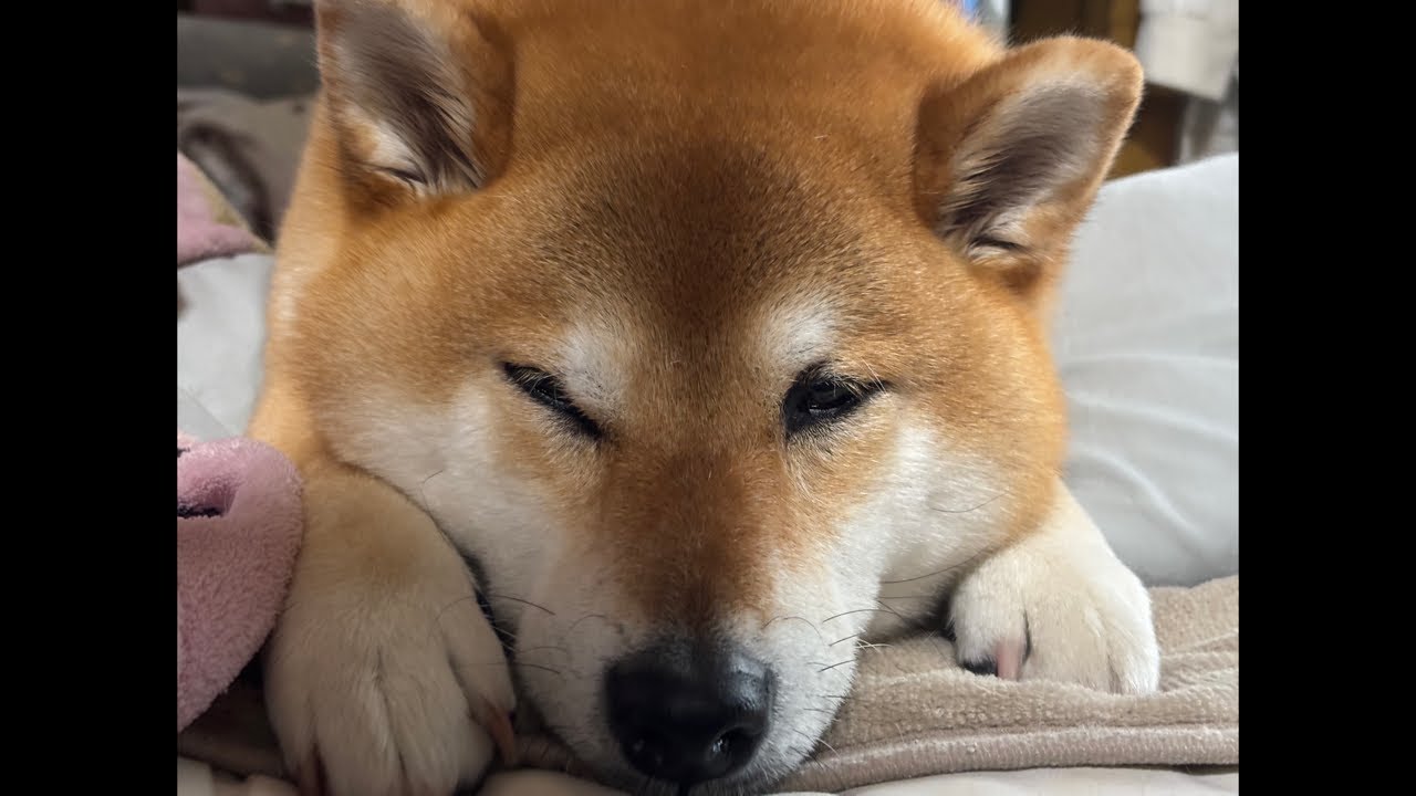 【LIVEアーカイブ】柴犬よもぎ🐕💨 夜散歩、急激に冷え込む春前