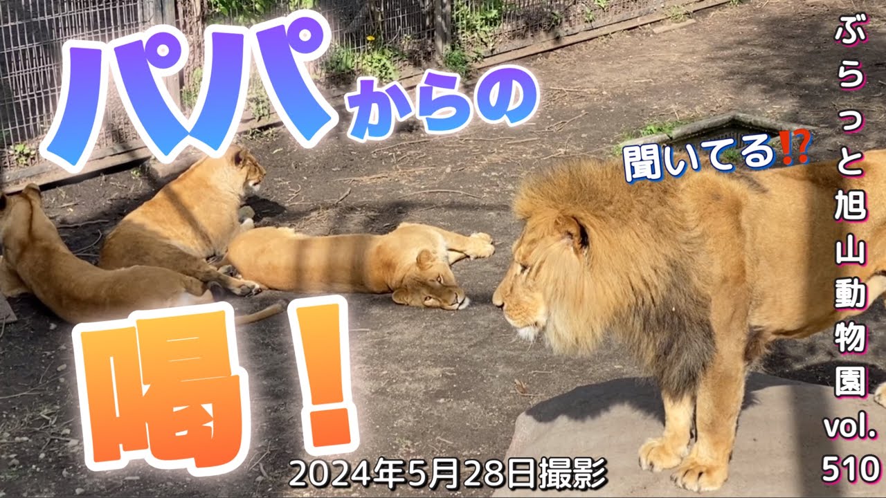 《旭山動物園ライオン＆トラ》ちゃんと聞け！雄叫びに無反応すぎて怒るオリト。オリトイオファミリーvol511/Lion family ignores roars and tiger life