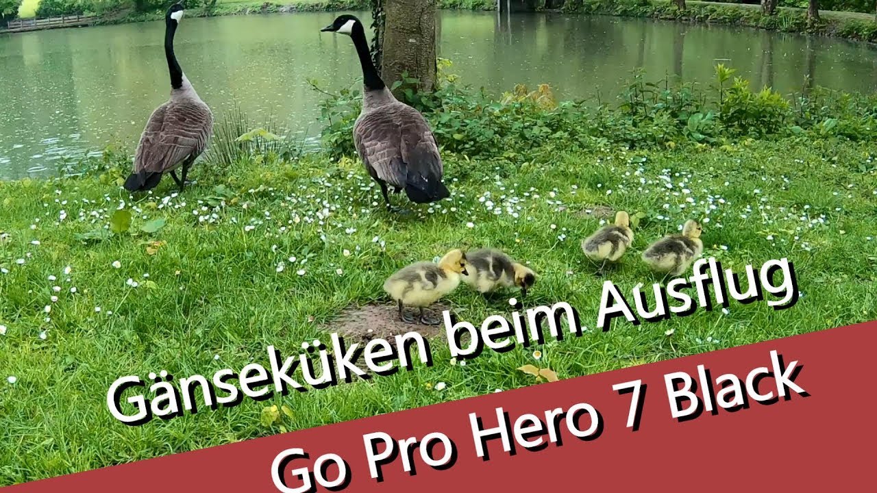 G&auml;nsek&uuml;ken beim Ausflug - die Elterntiere passen auf wie die Gef&auml;ngnisw&auml;rter
