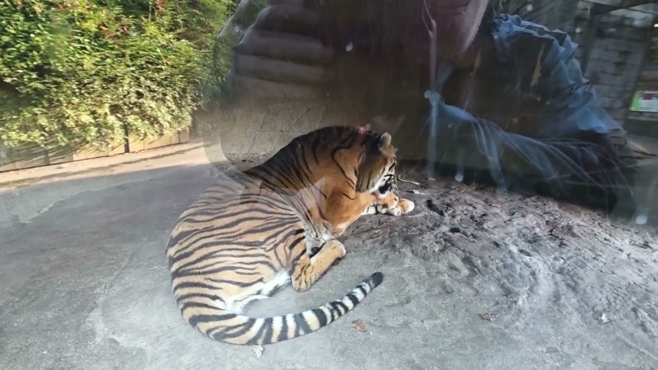 Burgers zoo 2025