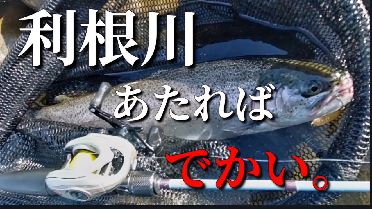 【冬季ニジマス釣場】本流初心者でも気軽に楽しめた！掛けた魚は全て50クラス！利根川Ｃ＆Ｒ区間上流～下流まで攻めてみたので行ったことない方は是非ご覧下さい『ハコスチ』そしてネイティブも..