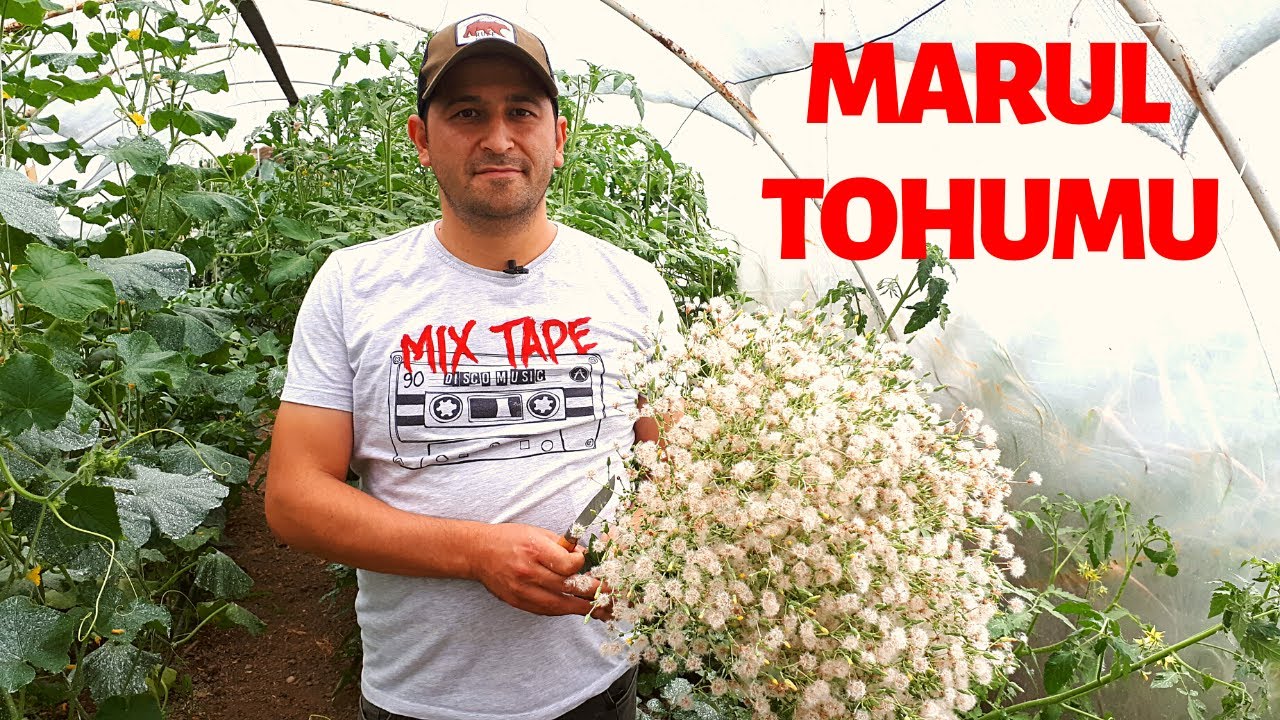 MARUL TOHUMU NASIL ELDE EDİLİR ?