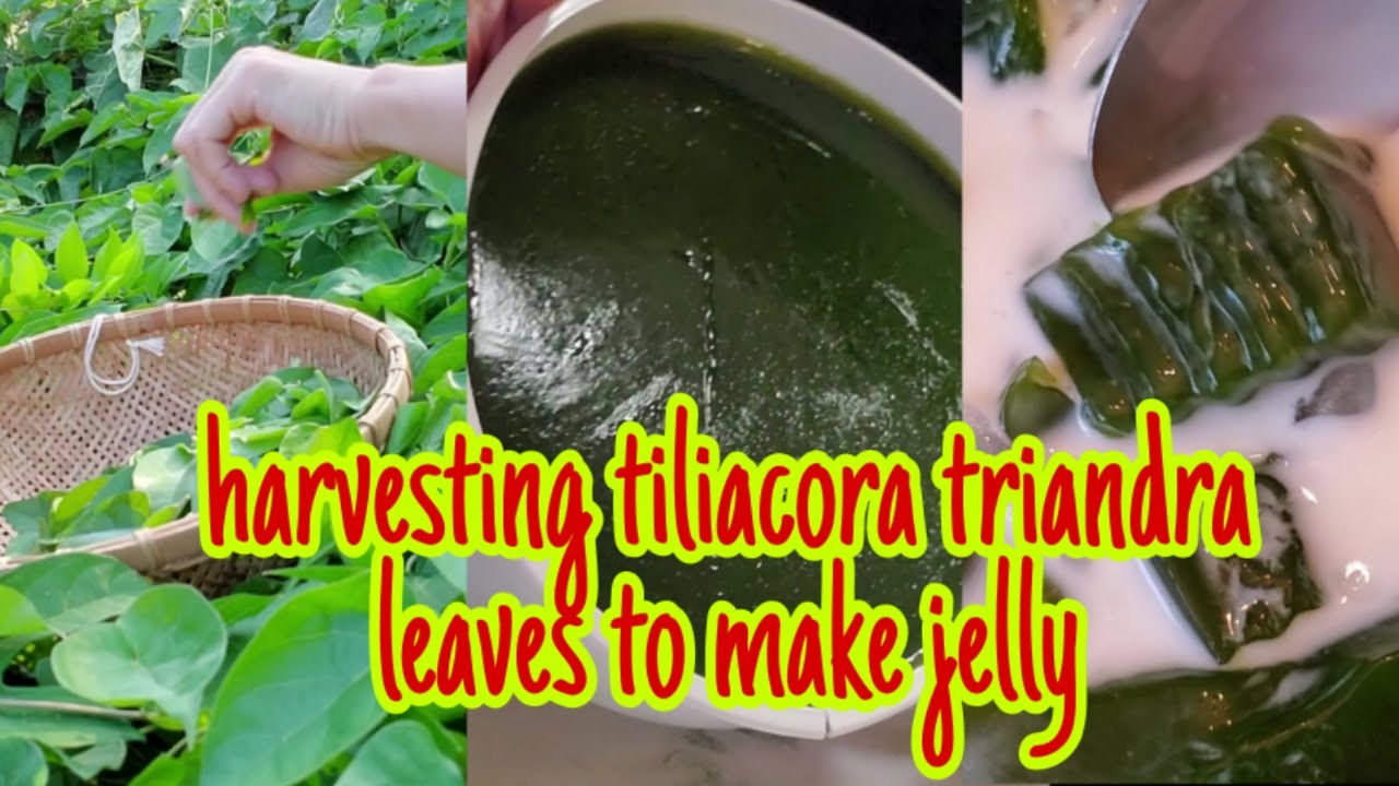 Harvesting Tiliacora Triandra / Jelly Vine / Bai Yanang Leaves To Make Jelly