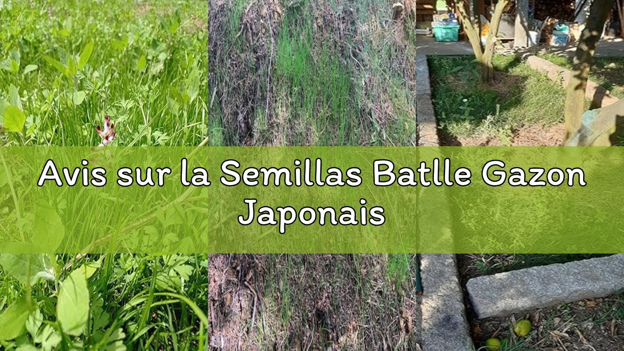 Avis sur la Semillas Batlle Gazon Japonais