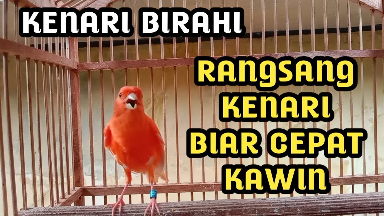pancingan kenari gacor ngerek betina minta kawin
