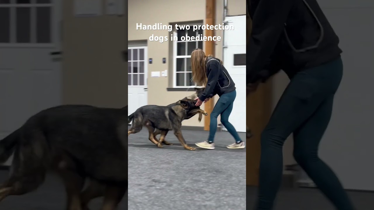 Friday night at CPI, two protection dogs working together in obedience 