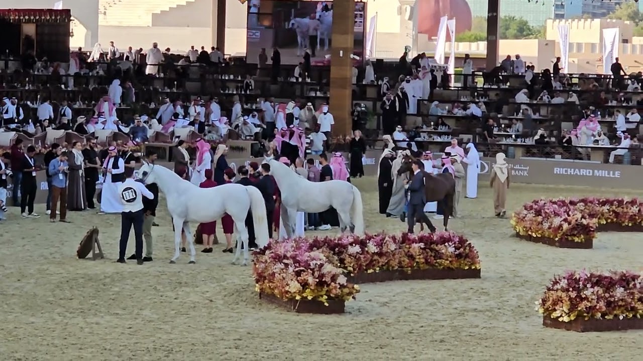 Horse 🐎 competition at katara culture Village #explore #horses #subscribe 