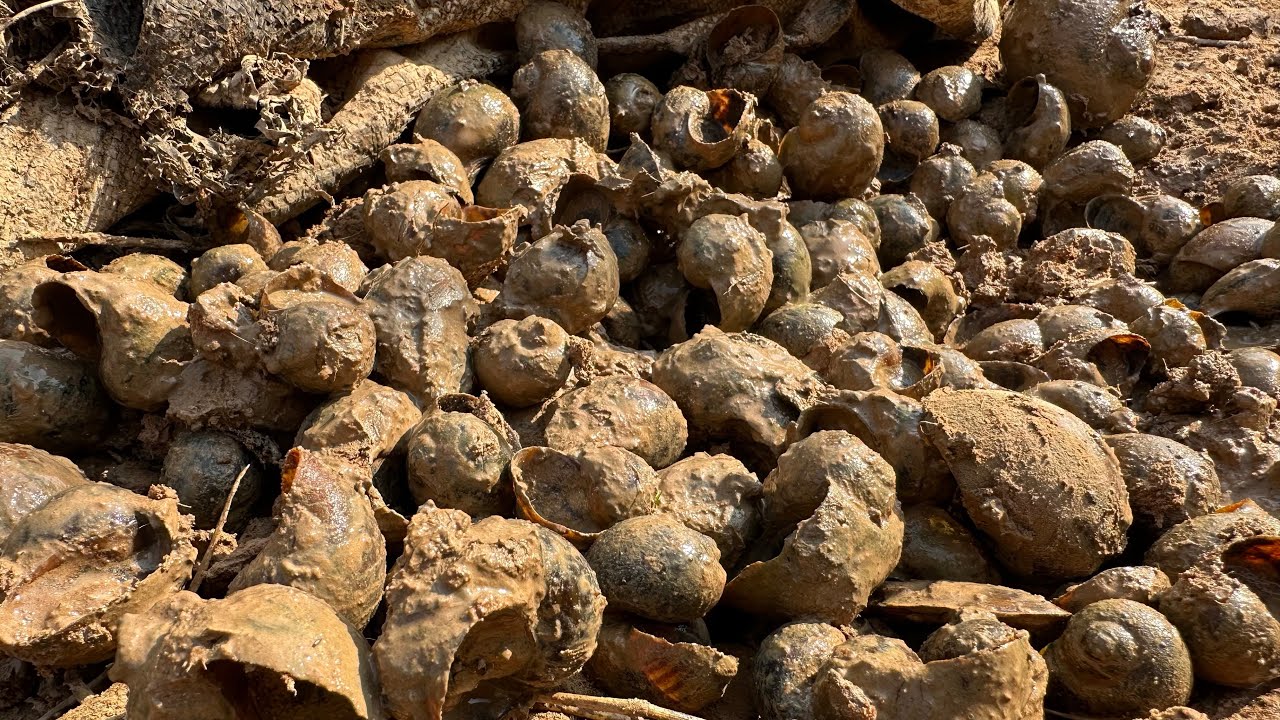 Amazing fisherman dig & find snails by skill hand - Best video fishing snails 