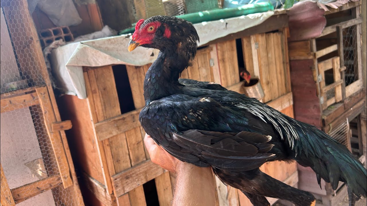 ENGAIOLEI O FRANGO! VEJA OQUE PRECISA FAZER AO PRENDER UM FRANGO 