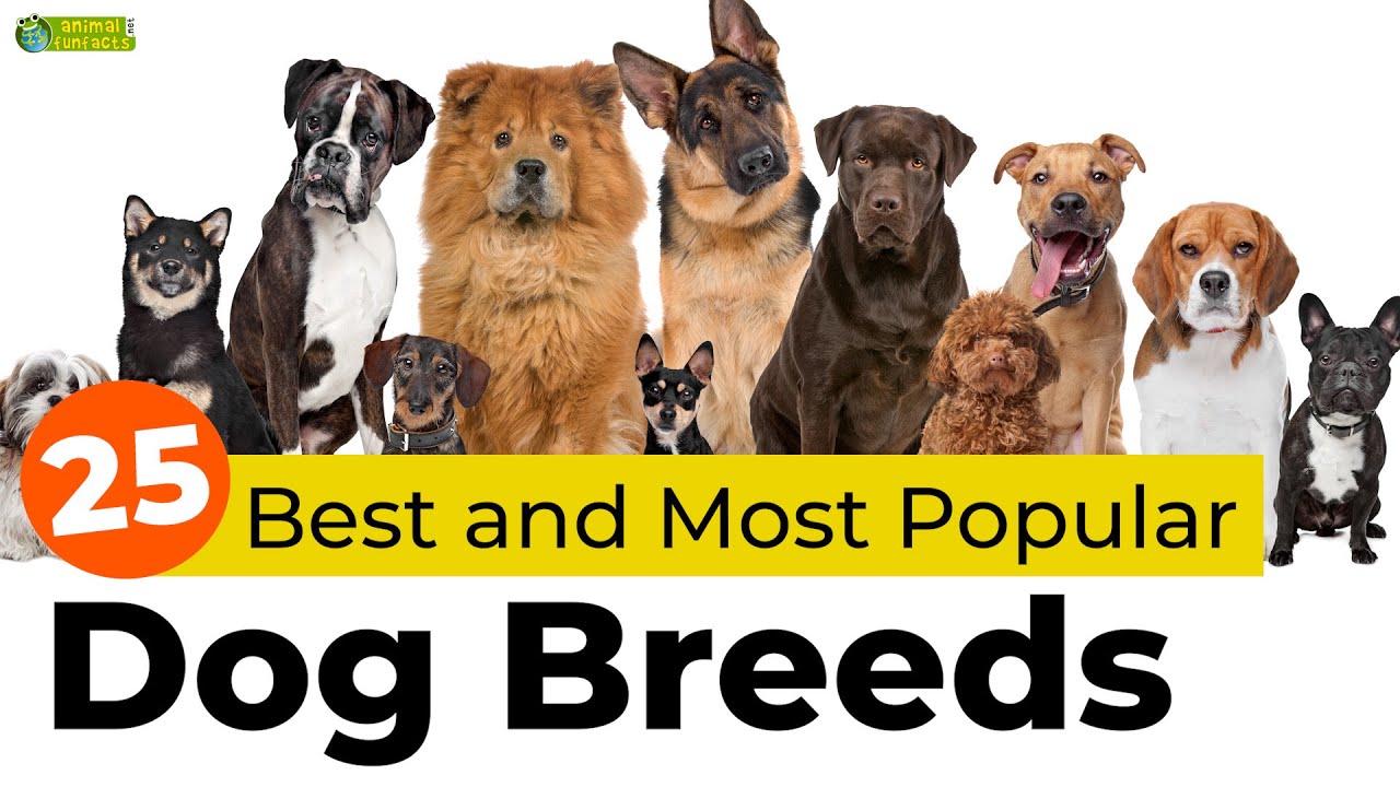 Top 25 Best and Most Popular Dog Breeds