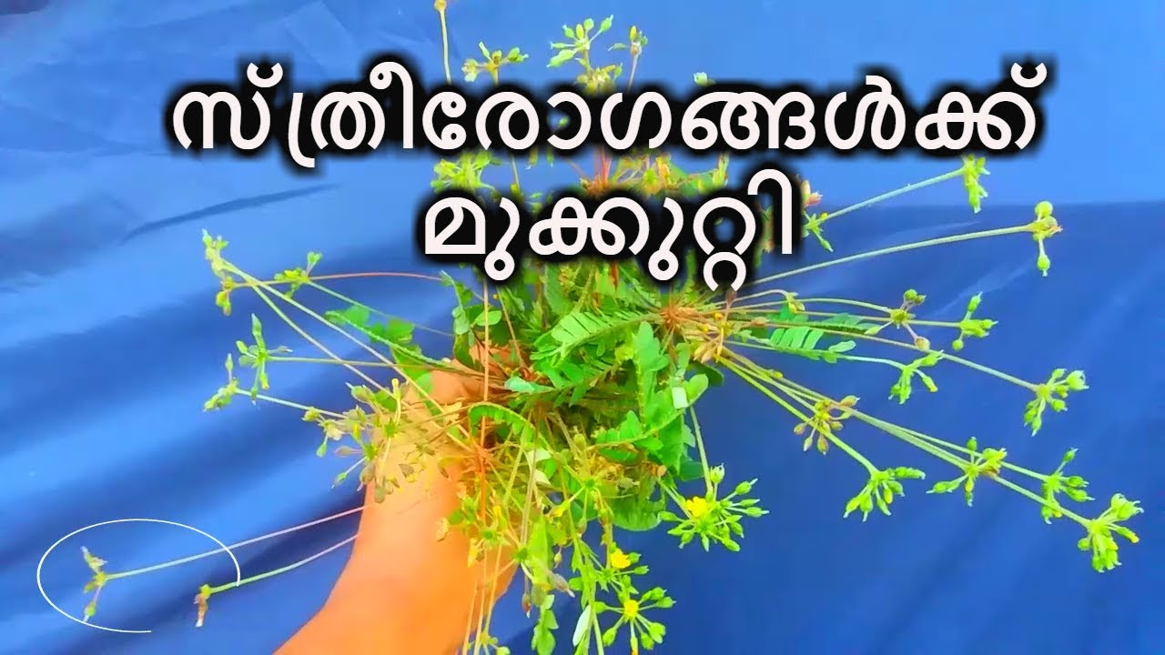 സ്ത്രീരോഗങ്ങൾക്ക് മുക്കുറ്റി || മുക്കുറ്റിയുടെ ഔഷധ ഗുണങ്ങൾ  - Medicinal Plant Mukkutti MUKKUTT