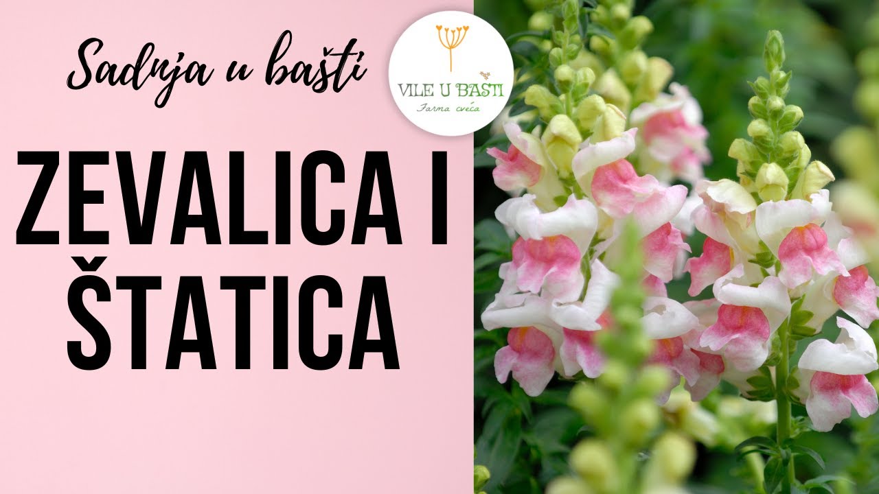 🌱Zevalica i Štatica - Limonium🌸 Sadnja // Planting Snapdragon & Statice