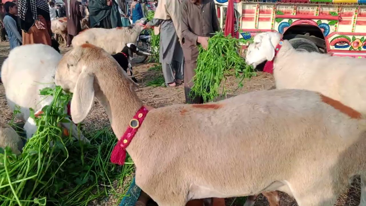Abrargoatfarm 