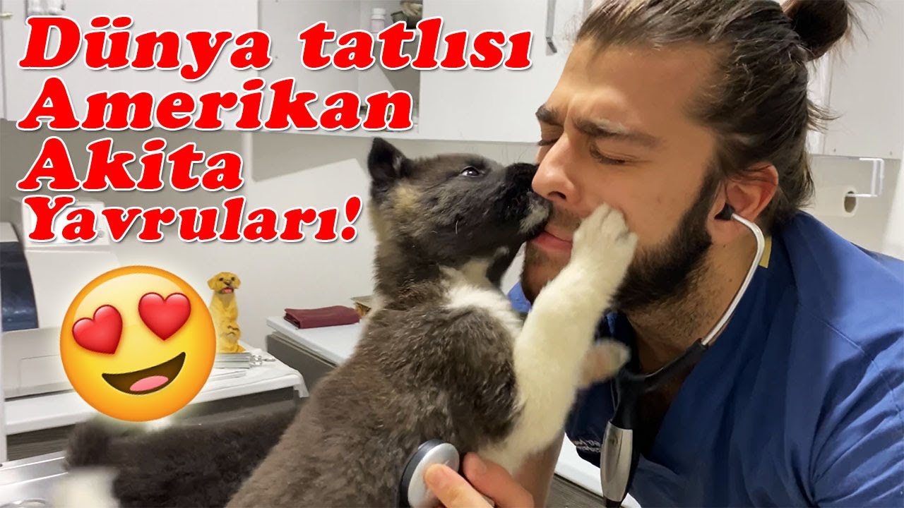 АКИТА ЩЕНКИ! Они с любовью съели мое лицо!    #TheVet
