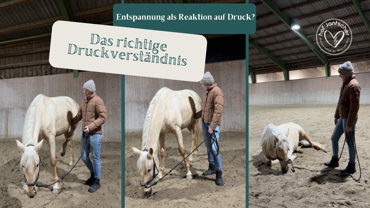 Das richtige Druckverständnis im Pferdetraining! Anna Jantscher erklärt...