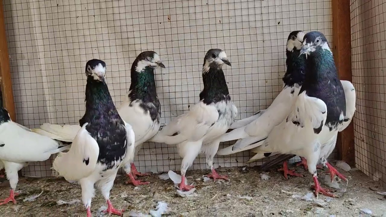 3 Breeder joora Ali Wala...03244041499 Call Or Whatsapp... Location... Lahore Cantt