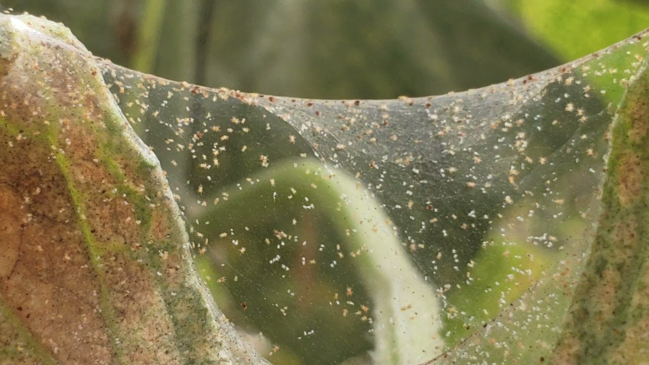 ARAÑA ROJA EN PEPINOS  #acaros #hortalizas #2022