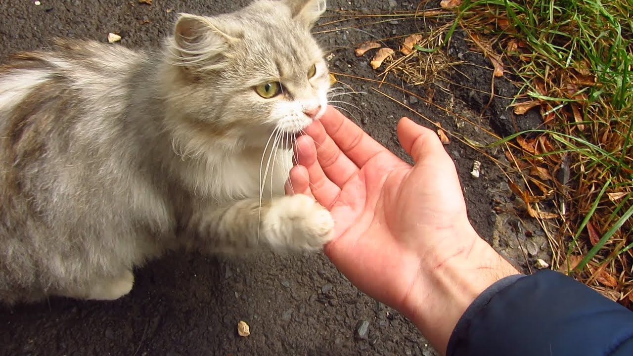 Fluffy cat purrs after eating food