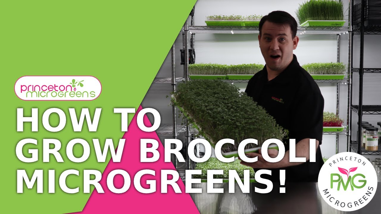 How to grow Broccoli Microgreens!