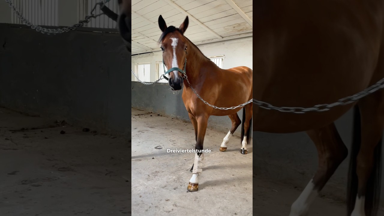 Kleiner Stall-VLOG🐴 Soll ich euch so &ouml;fter mal mitnehmen?😊