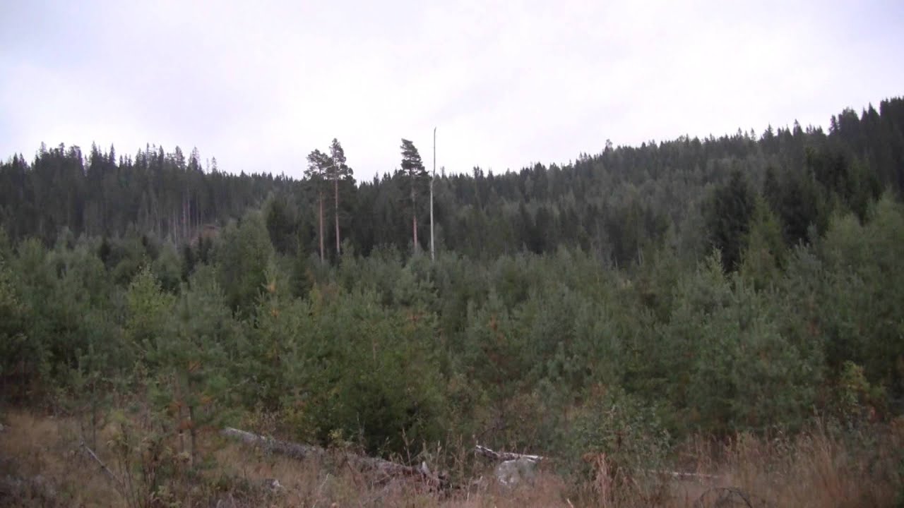 Kvindølen's Toffen jager rådyr 14.09.2015 (Drever)