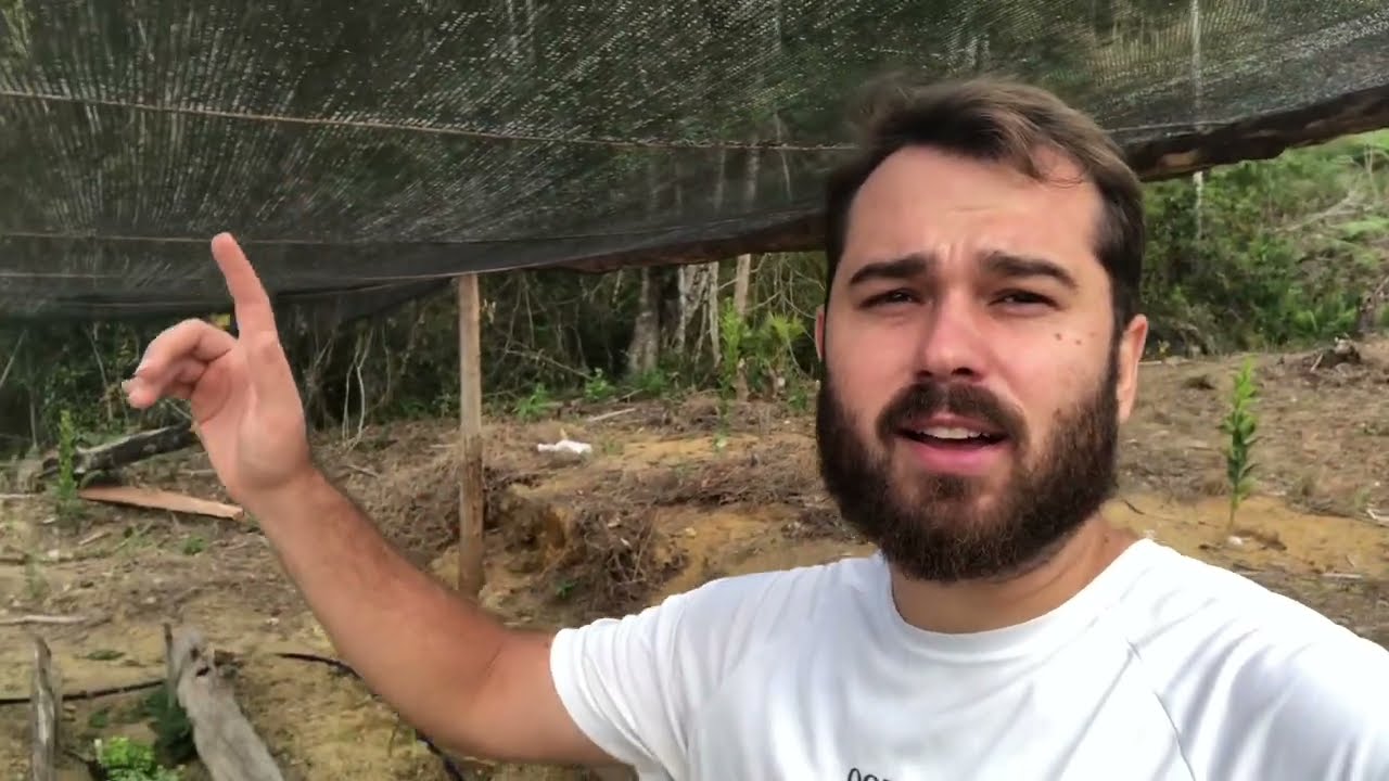 TUDO QUE PLANTEI ESTÁ NASCENDO AQUI NO SITIO